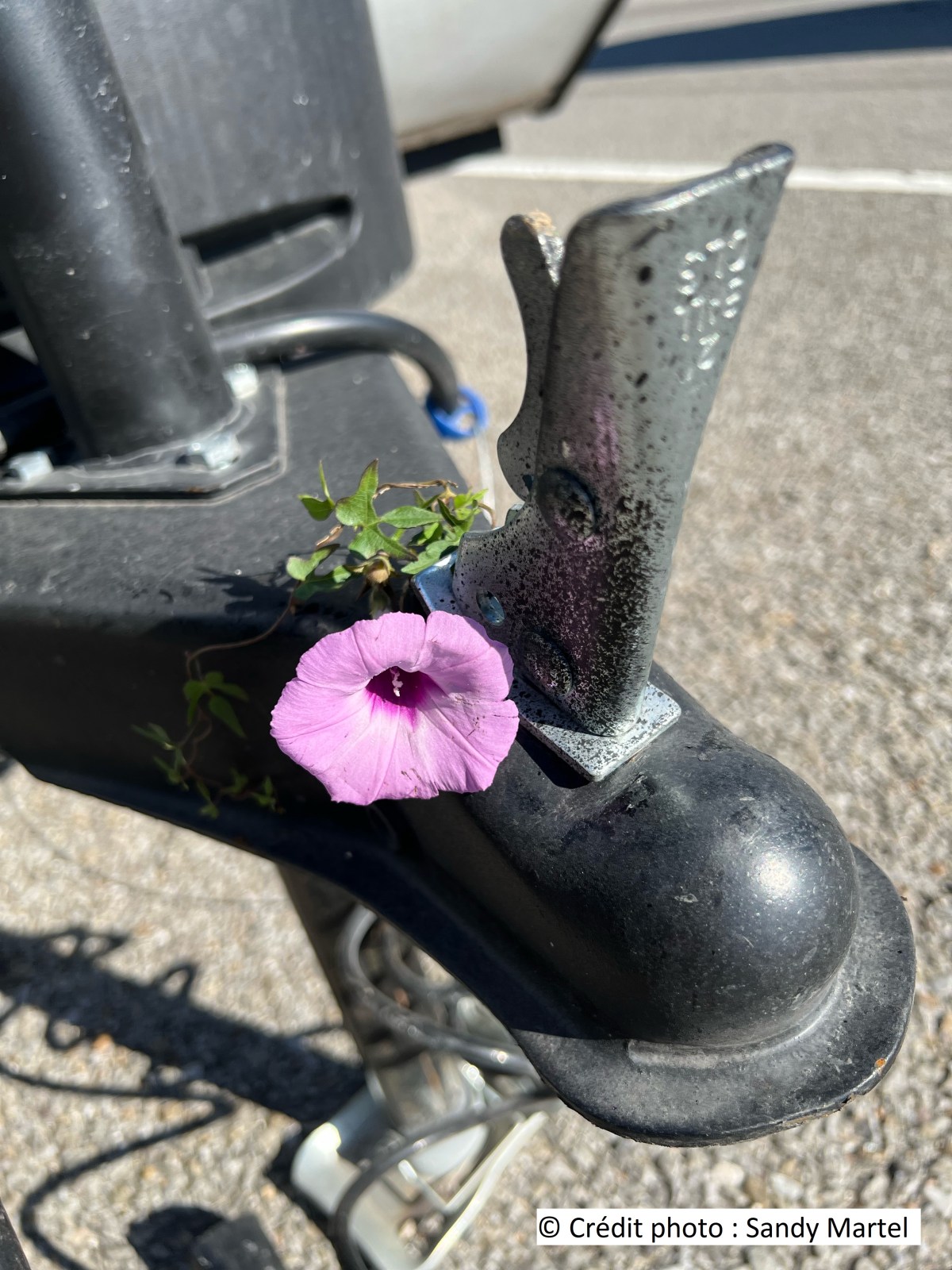 Jour 10 : La Louisiane et ma&nbsp;mésaventure